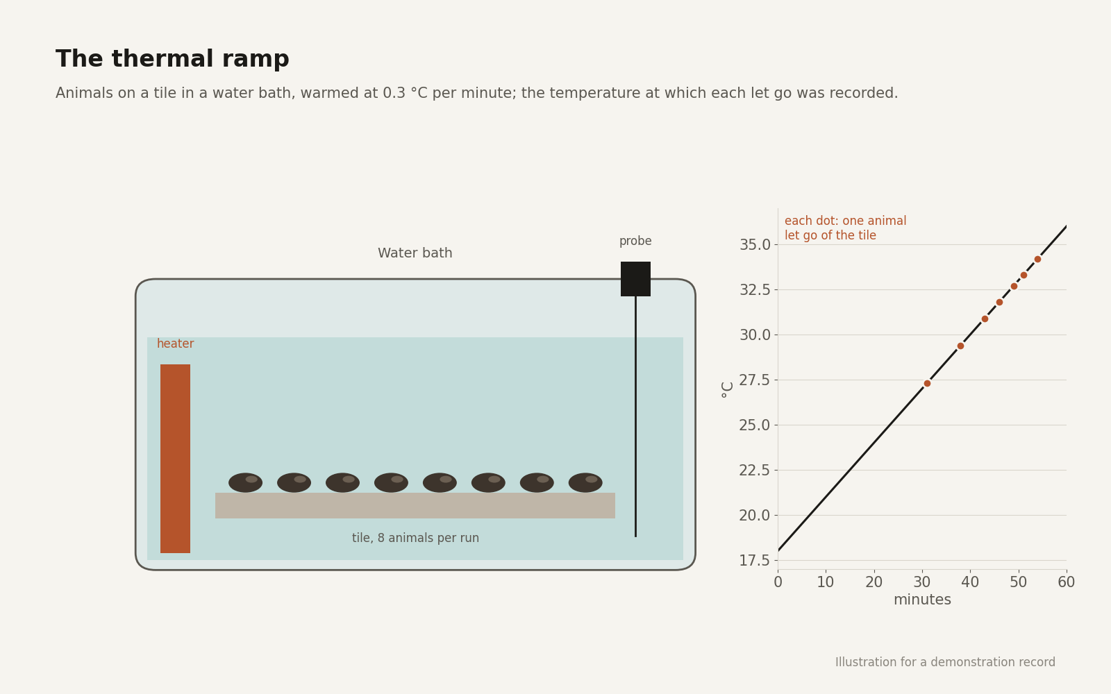 Diagram of a water bath with snails on a tile, a heater and a probe, beside a chart of the temperature ramp